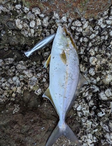 ネリゴの釣果