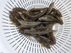 マハゼの釣果