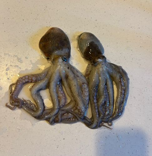 タコの釣果
