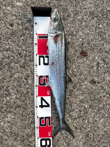 サゴシの釣果