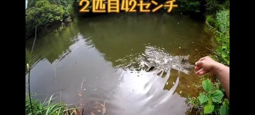 ブラックバスの釣果