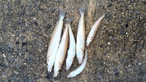 シロギスの釣果
