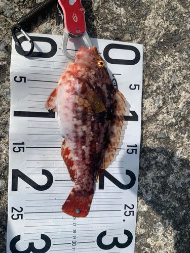 ブダイの釣果