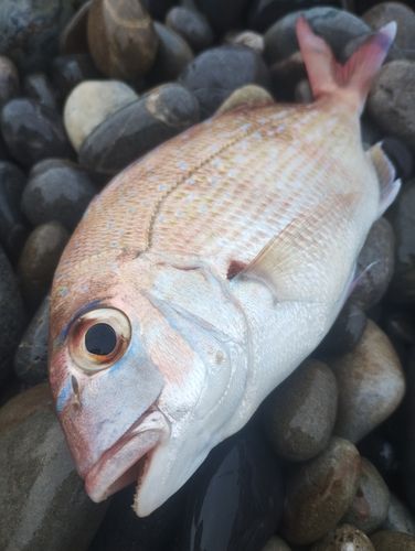 チャリコの釣果