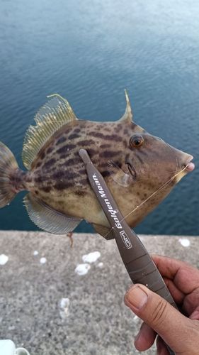 カワハギの釣果