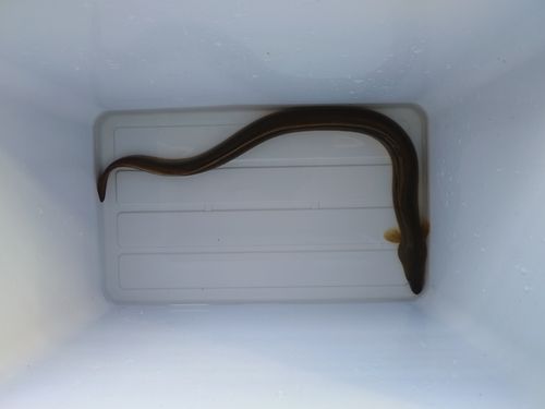 ウナギの釣果