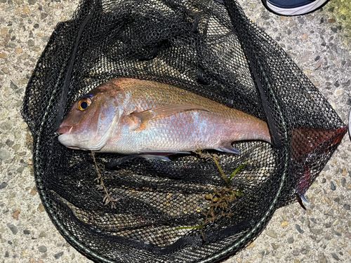 タイの釣果