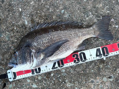 チヌの釣果