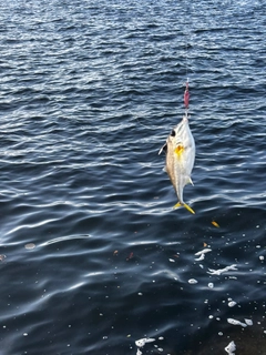 ギマの釣果