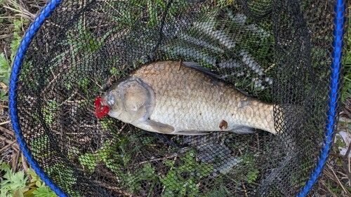 ヘラブナの釣果