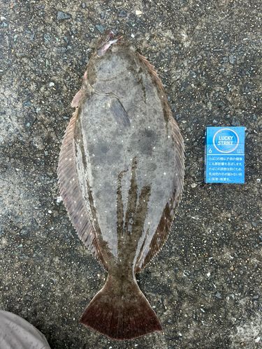 ヒラメの釣果
