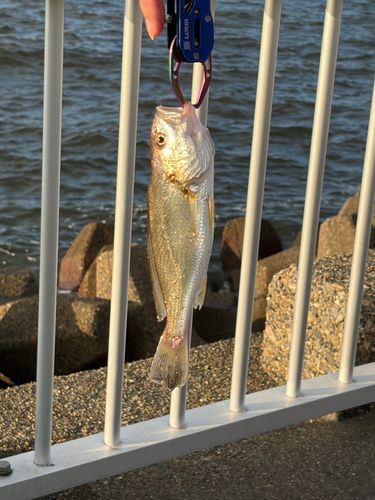 イシモチの釣果