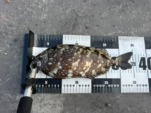 アイゴの釣果