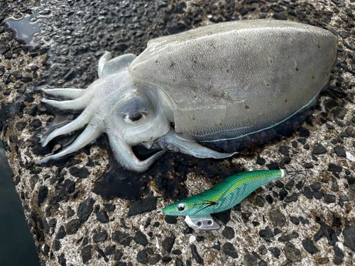 コウイカの釣果