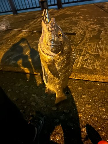 チヌの釣果