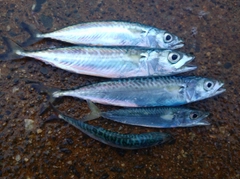 マサバの釣果