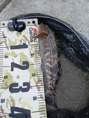 アイナメの釣果
