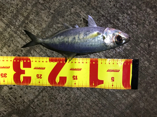 メアジの釣果