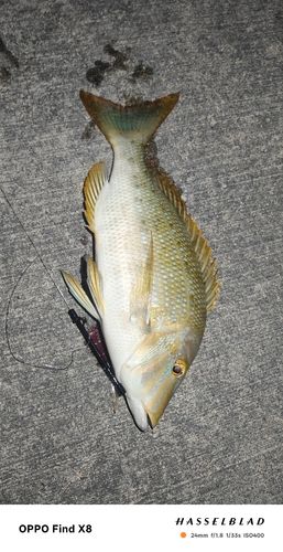 ハマフエフキの釣果