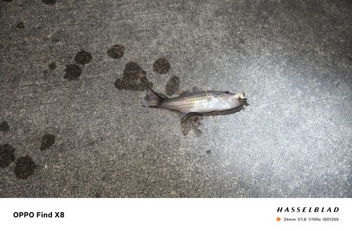 ネンブツダイの釣果