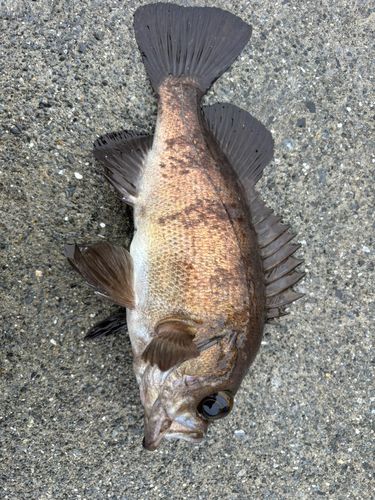 シロメバルの釣果