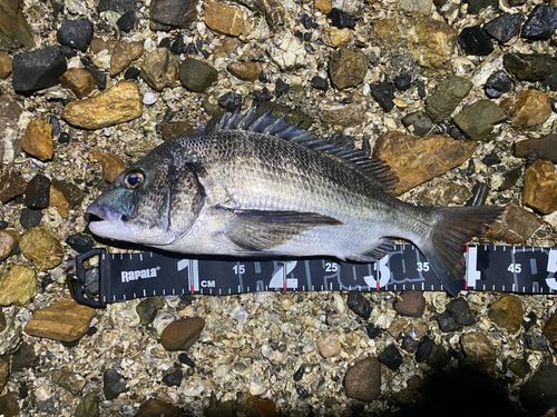 クロダイの釣果