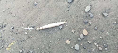 カマスの釣果
