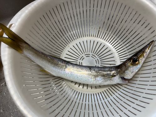 アカカマスの釣果