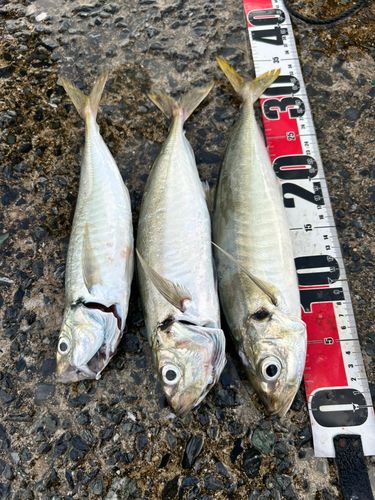 マルアジの釣果