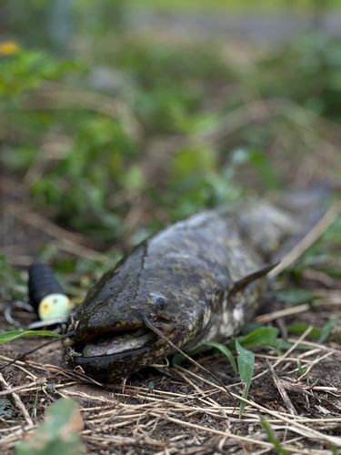 ナマズの釣果