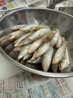キスの釣果