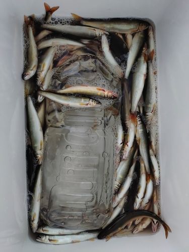 コアユの釣果
