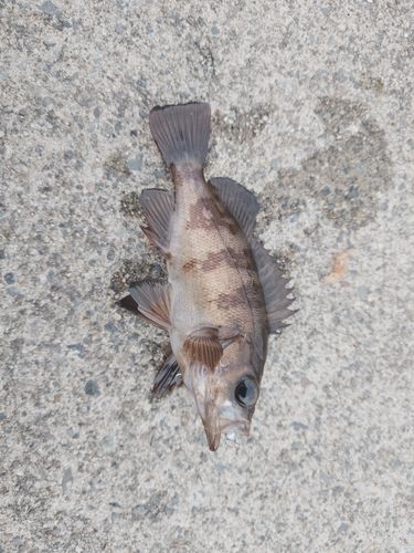 メバルの釣果