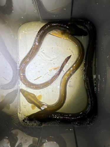 ウナギの釣果