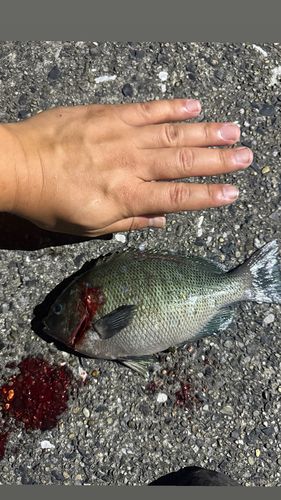 メジナの釣果