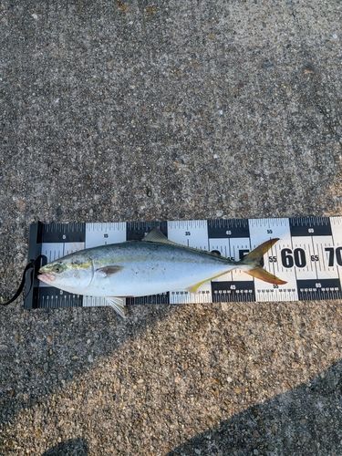 ハマチの釣果