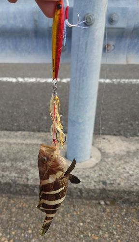 アオハタの釣果