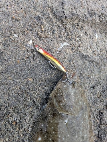ソゲの釣果