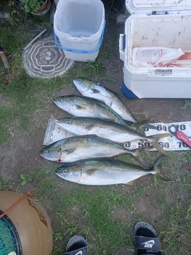 ワラサの釣果