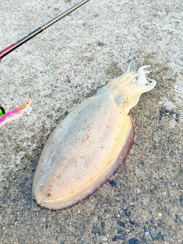 モンゴウイカの釣果
