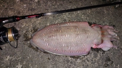 コウイカの釣果