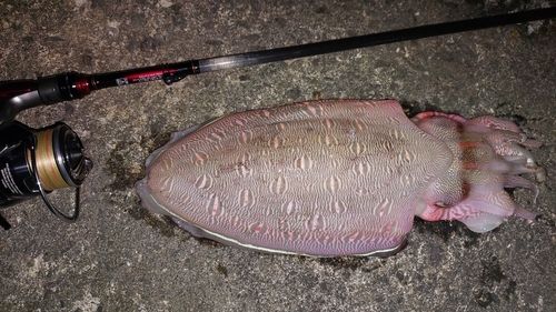 コウイカの釣果