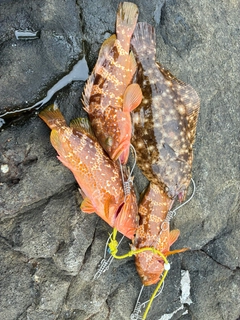 キジハタの釣果