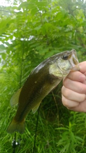 ラージマウスバスの釣果