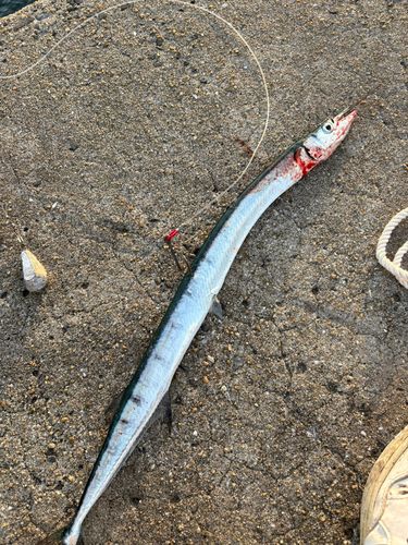 ダツの釣果