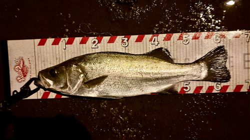 ヒラスズキの釣果
