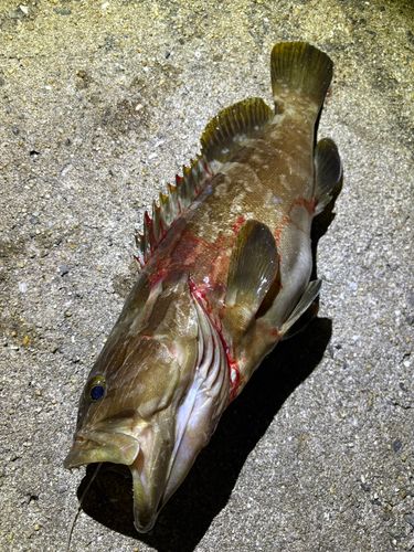 アラの釣果