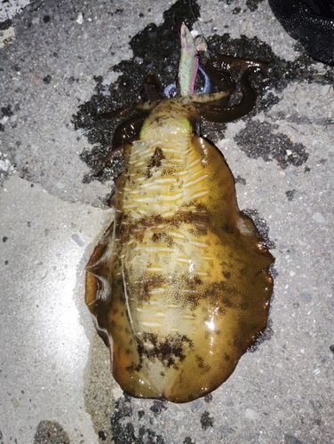 アオリイカの釣果