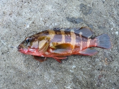 アカハタの釣果
