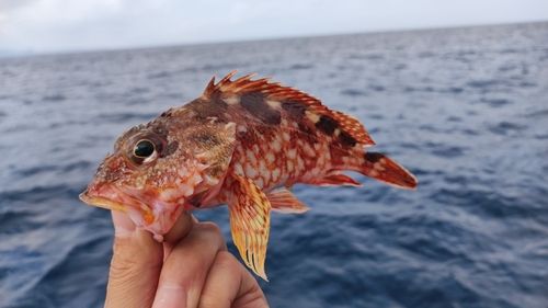 アラカブの釣果